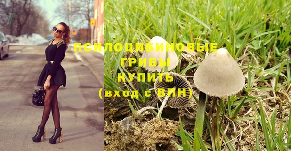 стаф Богданович
