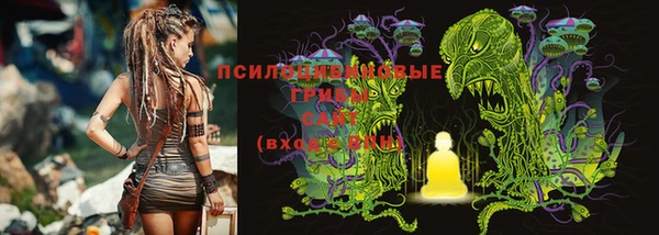 стаф Богданович