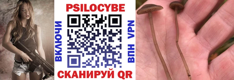 Купить где  Пересвет  Галлюциногенные грибы Cubensis 